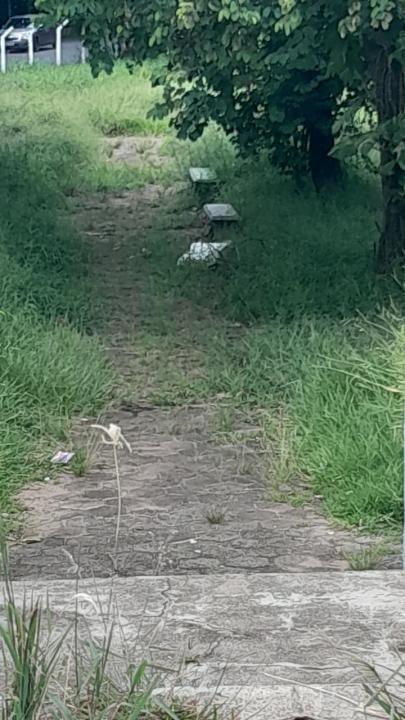 Foto 9 de 16 — Praça do Selmi Dei fica mais de 5 meses sem limpeza e moradores relatam aparecimento de cobras